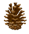 Tallkotte